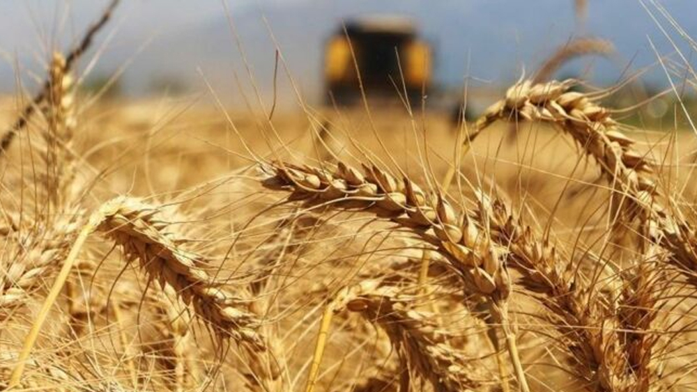 Kriz buğday üretimini vurdu! Gıda fiyatlarına dev zam yolda