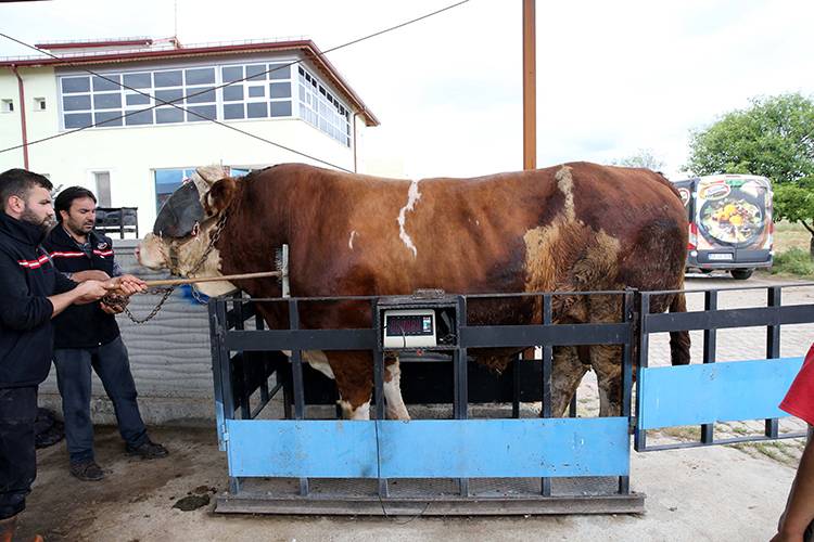 Sivas'ta 1 ton 600 kiloyu aşan kurbanlık boğa alıcısını bekliyor 3