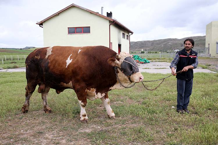 Sivas'ta 1 ton 600 kiloyu aşan kurbanlık boğa alıcısını bekliyor 2