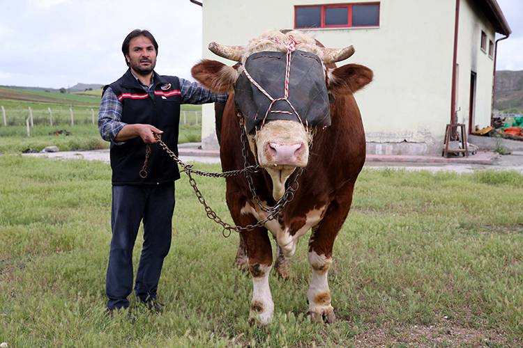 Sivas'ta 1 ton 600 kiloyu aşan kurbanlık boğa alıcısını bekliyor 5