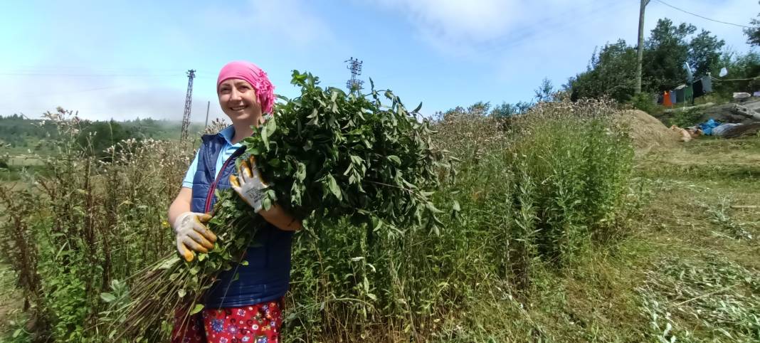 Karadeniz'de keşfettiler, dünyaya kafa tutuyorlar: Bu yağın litresi 35 bin Türk Lirası 4