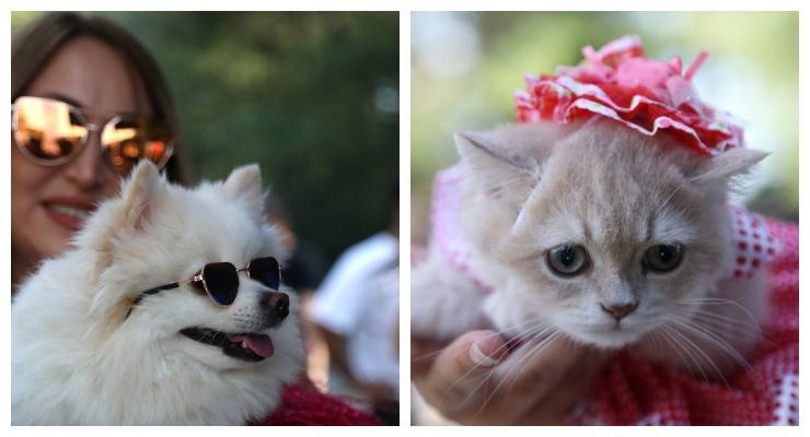 Kedi ve köpek kostüm yarışması renkli görüntülere sahne oldu!  Kazananlara mama hediye edildi 1