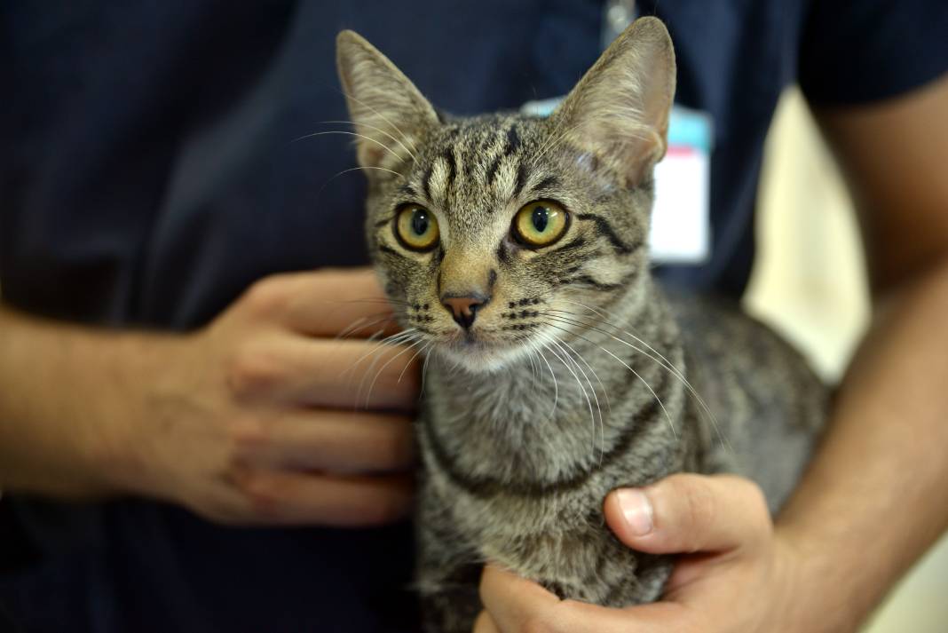 Kendi kendine hastaneye geldi hastalığı şans eseri fark edildi: Sokak kedisi ameliyata alındı 8