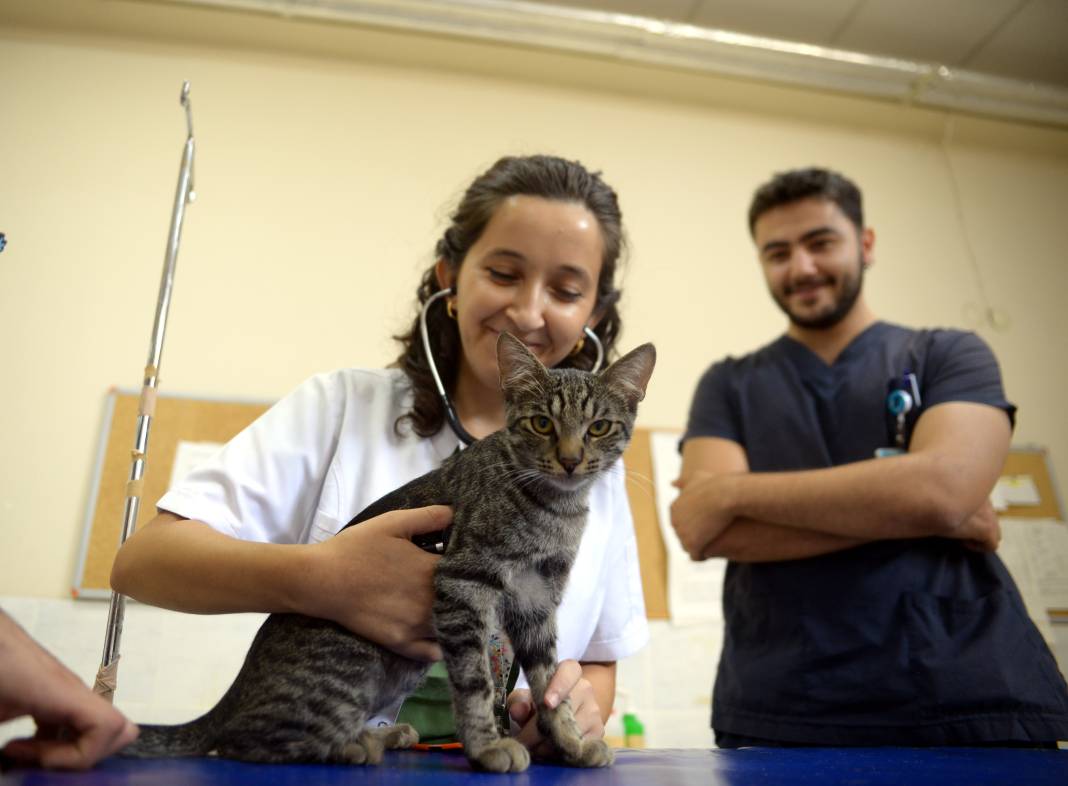 Kendi kendine hastaneye geldi hastalığı şans eseri fark edildi: Sokak kedisi ameliyata alındı 5