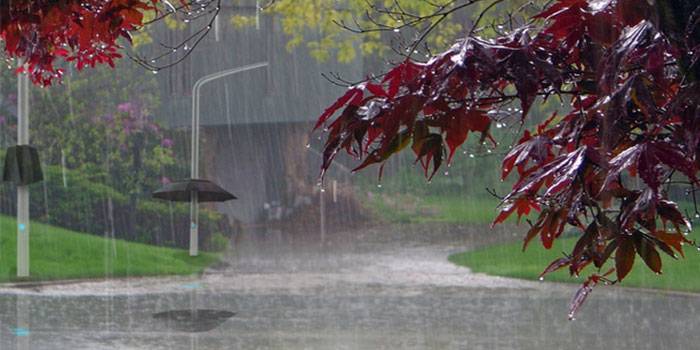 Meteoroloji'den 81 il için ayrı ayrı uyarı! Bu tarihlere dikkat... Sis, pus ve yağmur etkili olacak 2