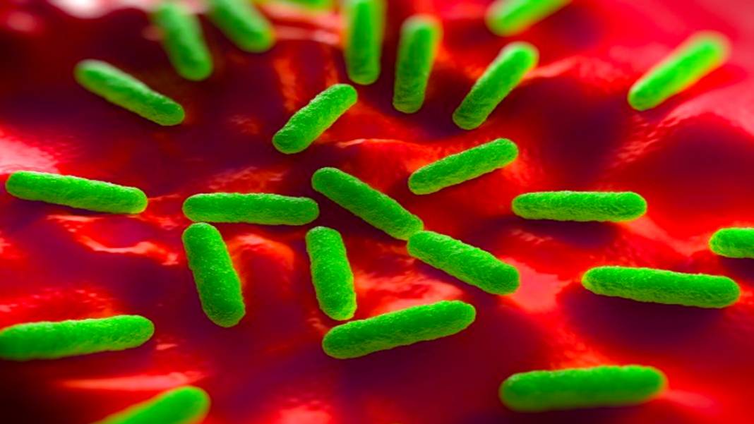 Ünlü helva markasında ölümcül bakteri tespit edildi: Tüm marketlerden tek tek toplatılıyor 3