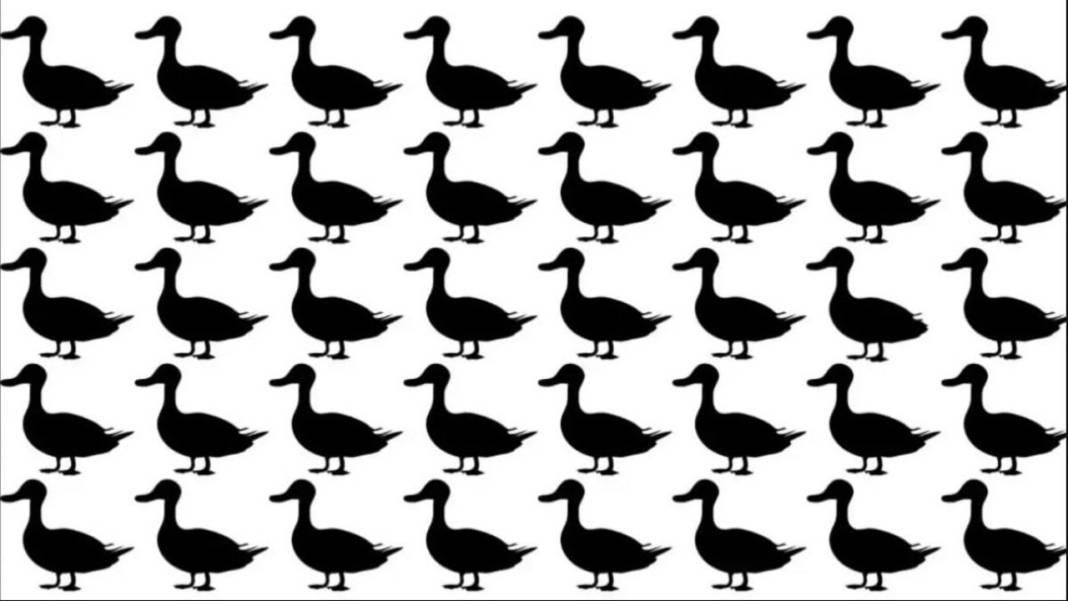 Farklı ördeği 15 saniyede bulanlar çok zeki!  Bakalım siz kaç saniyede bulacaksınız 1