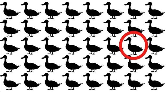 Farklı ördeği 15 saniyede bulanlar çok zeki!  Bakalım siz kaç saniyede bulacaksınız 5