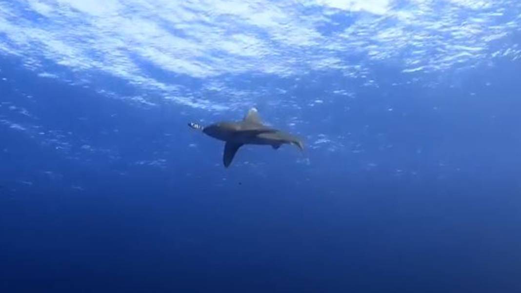 Köpekbalığı dalgıca saldırdı: Görüntüleri görenler bakmaya dayanamadı! 1