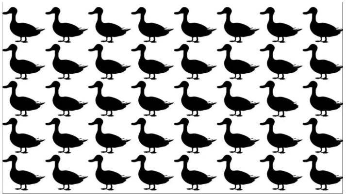 Farklı ördeği 15 saniyede bulanlar çok zeki!  Bakalım siz kaç saniyede bulacaksınız 2