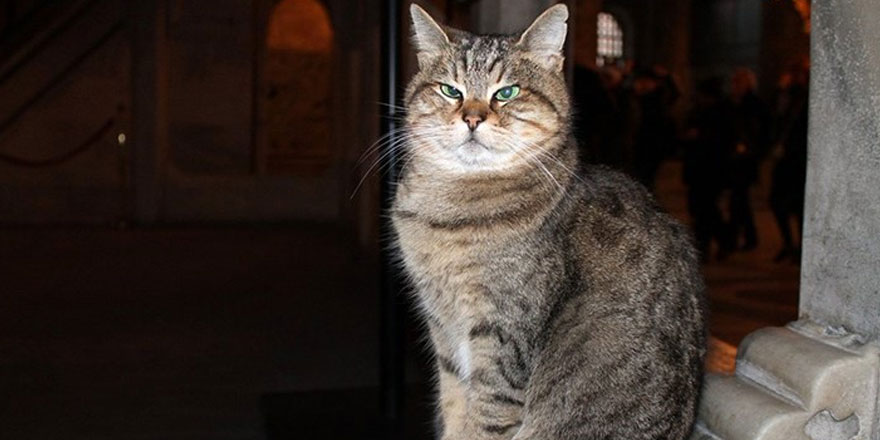 Ayasofya'nın kedisi Gli'den kötü haber geldi