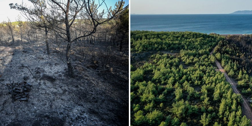 Deniz manzaralı orman yangınları bitmiyor! Göz göre göre yok ediliyor
