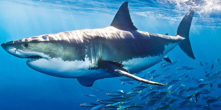 Bu iddia çok konuşulur! Aşı için 500 bin köpek balığı katledilecek
