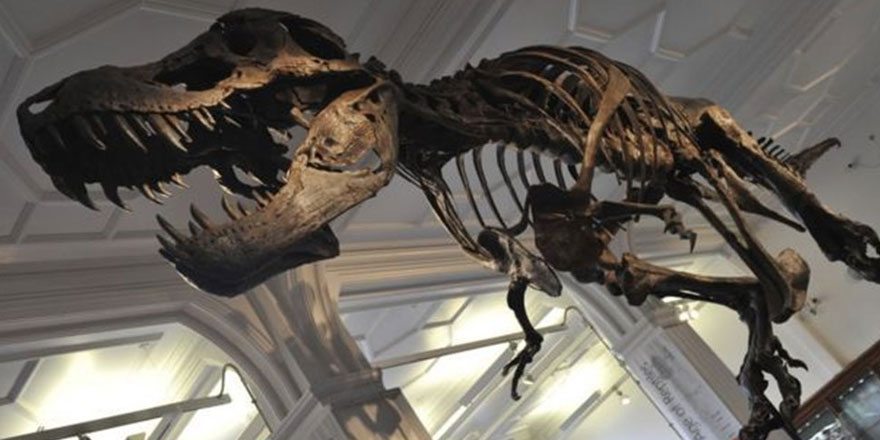 67 milyon yıllık T-Rex fosili rekor fiyata satıldı