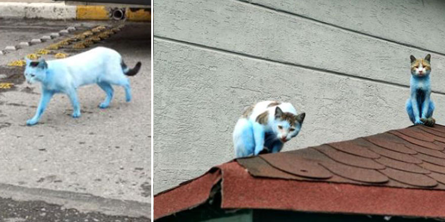 Küçükçekmece'de yaşanan sorumsuzluk kedileri maviye bürüdü!