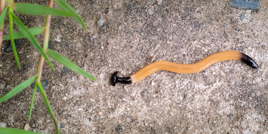 ABD'de ölümsüz yılan keşfedildi! 300 parçaya bölünse bile tekrar canlanıyor