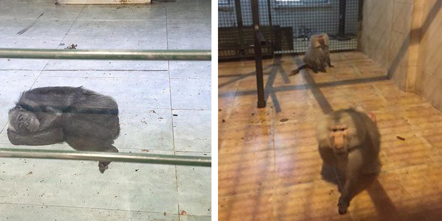 Gaziantep  Hayvanat Bahçesi’nde maymunlara tecrit! Soğuk zeminde yatıyorlar