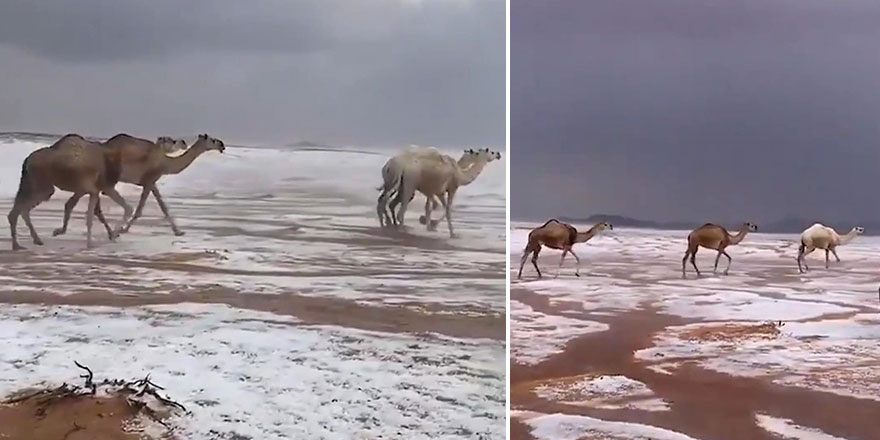 Suudi Arabistan'da kar üstünde yürüyen develerin görüntüsü rekor kırdı!