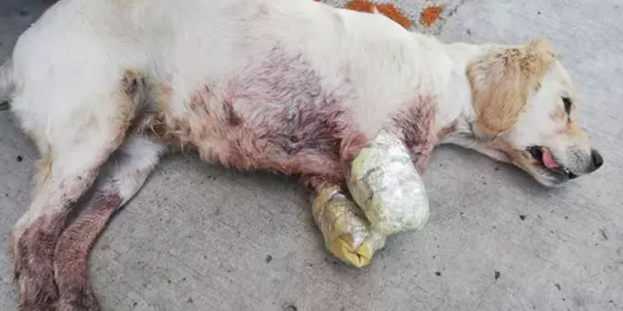 Yer Samsun: Vicdansızlar yavru köpeğe dehşeti yaşattılar
