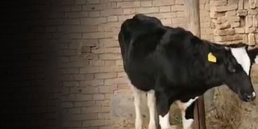Çin'de 5 bacaklı inek görenleri şaşırttı