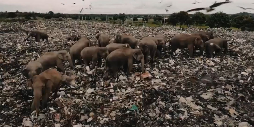 Sri Lanka'da aç kalan filler çöplükten beslenmeye başladı