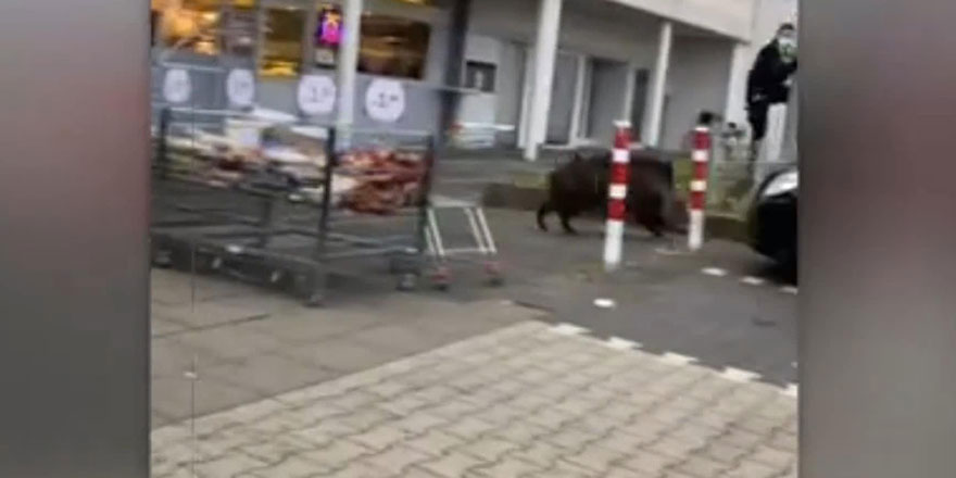 Almanya'da aç kalan yaban domuzu markete daldı 