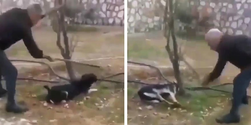 Zonguldak'ta bir kişi, ağaca bağlı köpeği elindeki sopayla dakikalarca döverek...