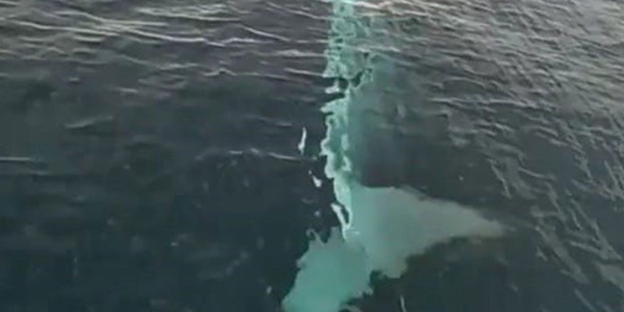 Adana'da balıkçıların kamerasına 15 metrelik oluklu balina takıldı
