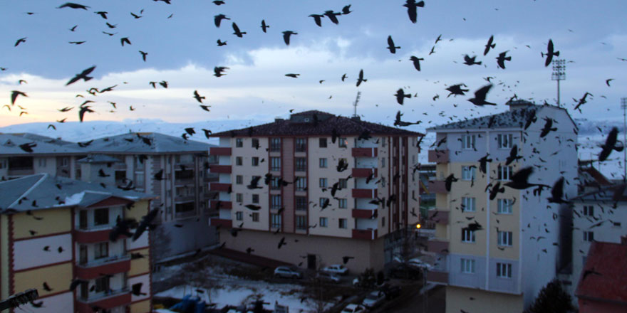 Korku filmi sahnelerini aratmadı! Ardahan şehir merkezinde karga istilası