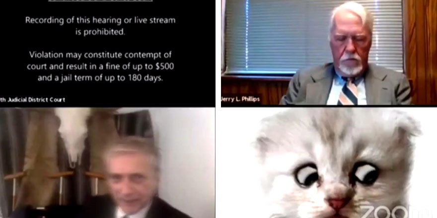 ABD'de online mahkemede kedi krizi! Ben kedi değilim   