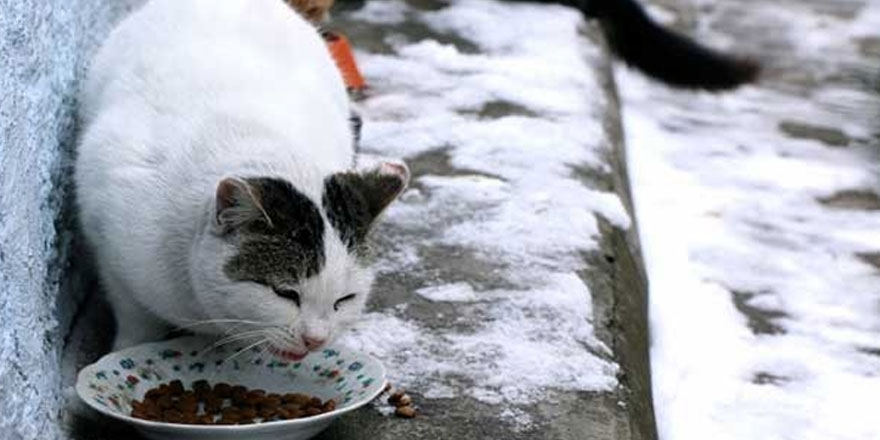 Eskişehir’de kedilerde görülen FİP hastalığına karşı önlem