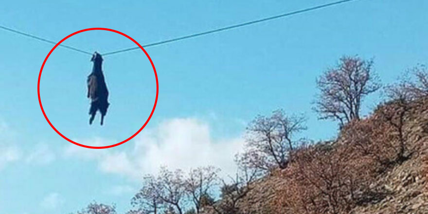 Sinop'ta bir keçi elektrik direğine asılı kaldı!