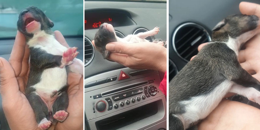 Esenyurt'ta 8 yavru köpek donmaktan kurtarıldı!