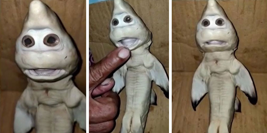 İnsan yüzlü yavru köpek balığı görenleri şaşkına çevirdi 