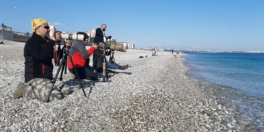 Antalya Konyaaltı'nda Tarakdiş kuşu görüldü! Gözlemciler sahile akın etti