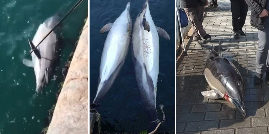İstanbul Boğazı’nda ne oluyor! 1 günde 3 yunus balığı sahile vurdu