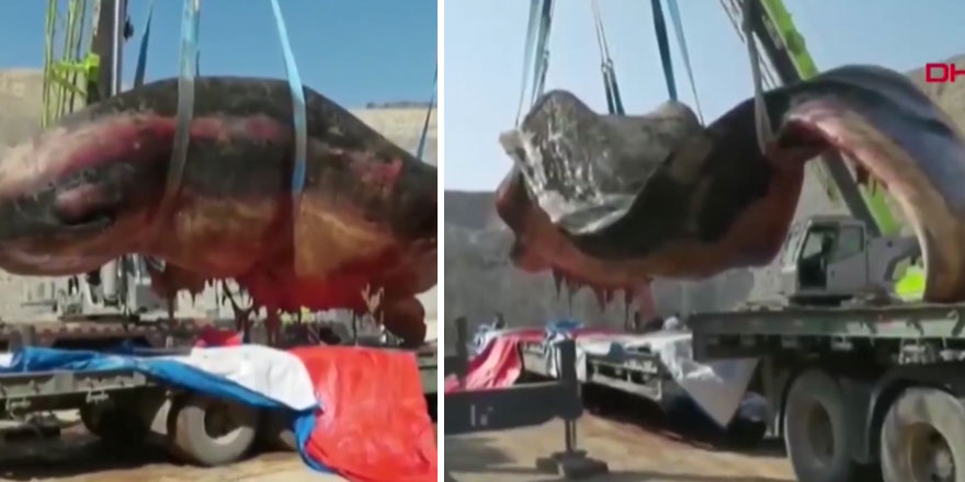 Görenler gözlerine inanamadı! Çin'de dev ispermeçet balinası karaya vurdu