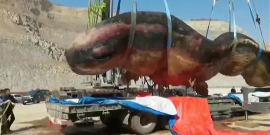 18 metrelik ölü ispermeçet balinası kıyıya vurdu