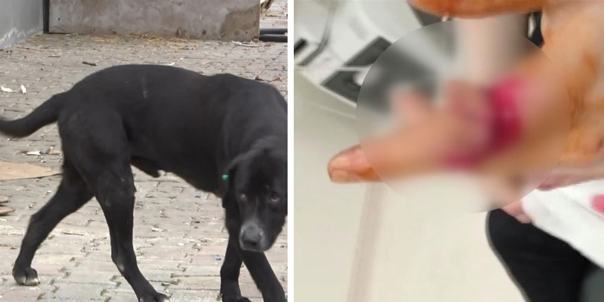 Sokak köpekleri yine saldırdı! Genç kadın kendini zor kurtardı 