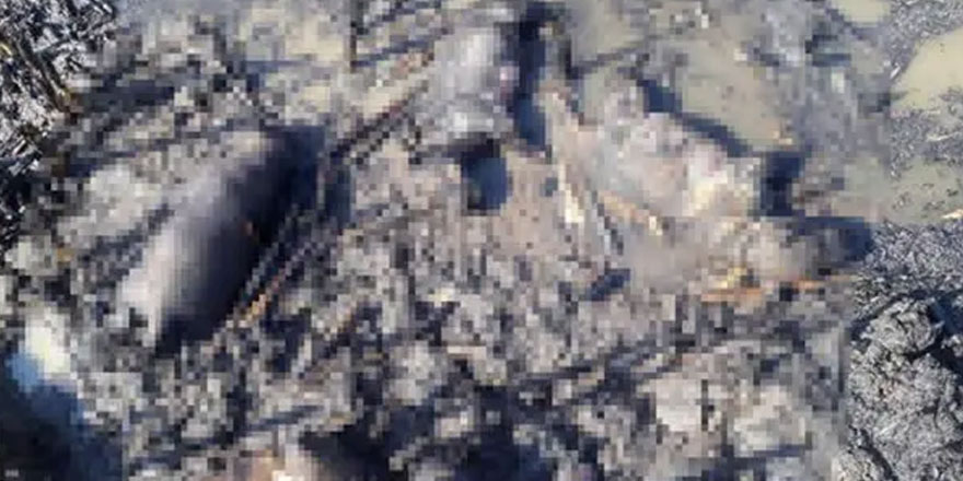 Manisa'da sazlık alan ateşe verildi, 10 köpek yavrusu öldü