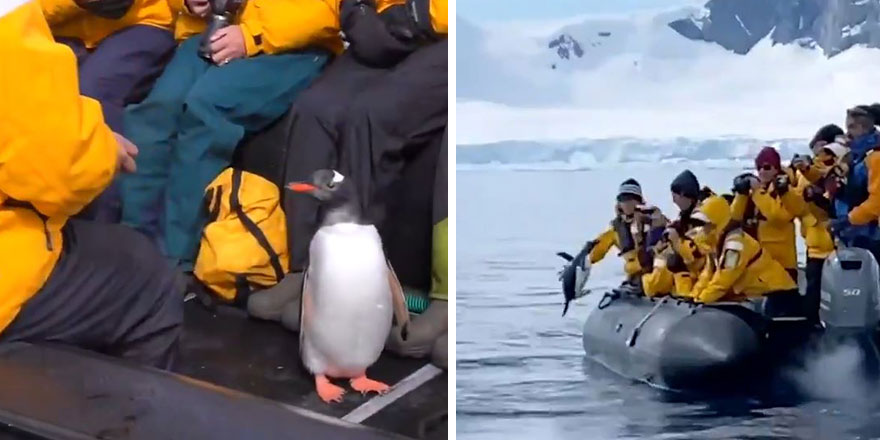 Antarktika'da katil balinalardan kurtulmaya çalışan penguen, son anda bota atlamayı başardı