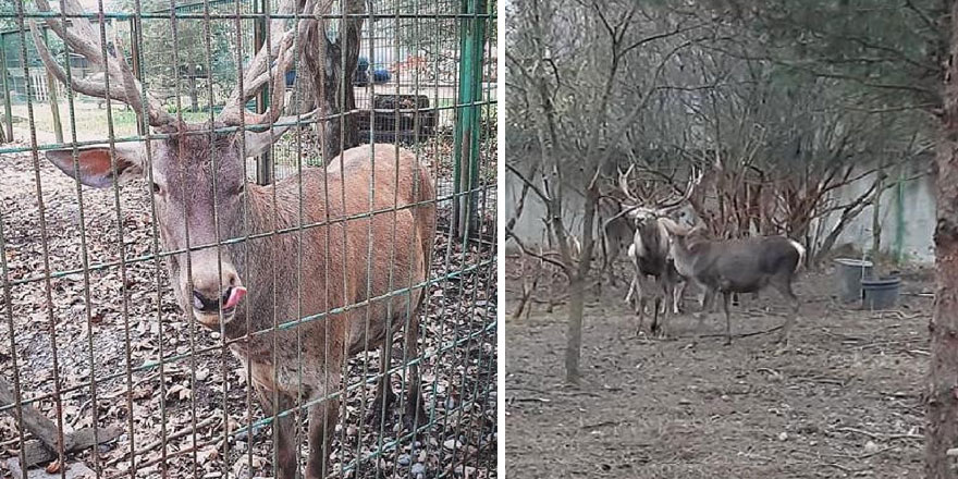 Zonguldak'ta hayvanat bahçesinde garip olay! Geyiği kaçırıp yediler