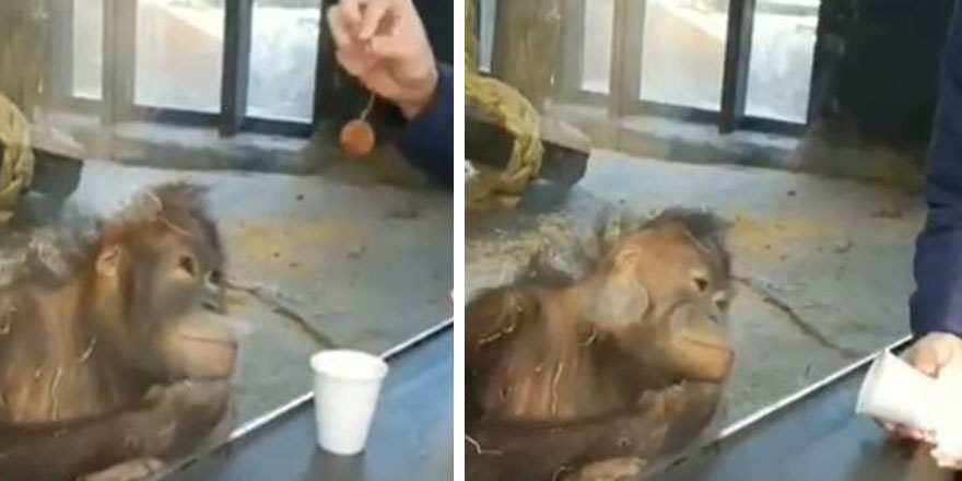 Barcelona hayvanat bahçesinde, bardağı boş gören orangutan öyle bir şey yaptı ki...