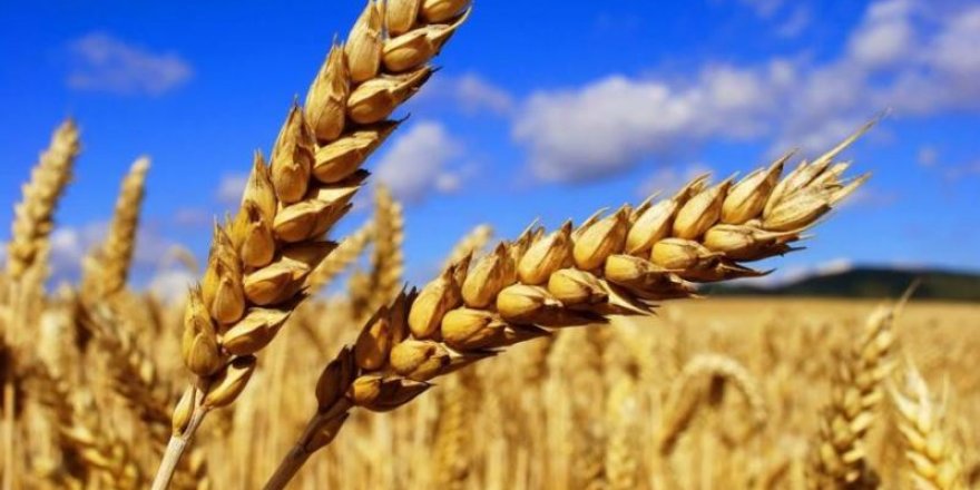 Buğday ve arpa üreticileri ekmekten vazgeçti!