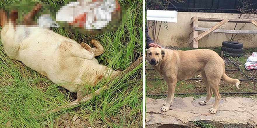 Muğla'da vicdansızlar sokak köpeğini öldürüp...