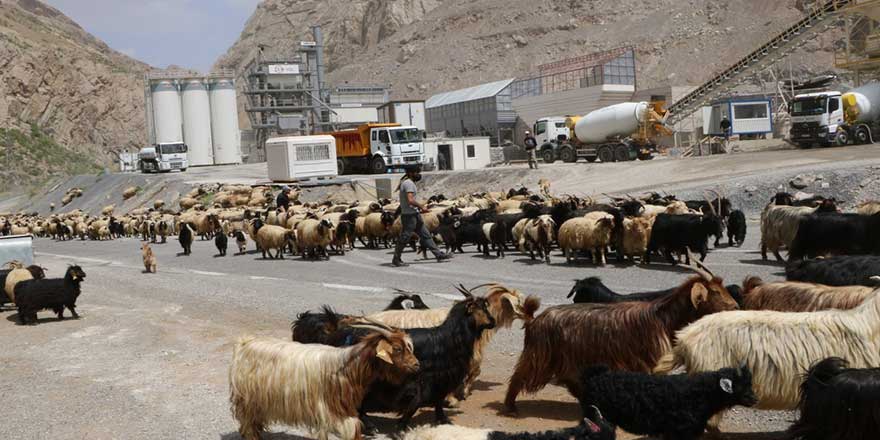 Hakkari'de koyunların göç serüveni başladı!