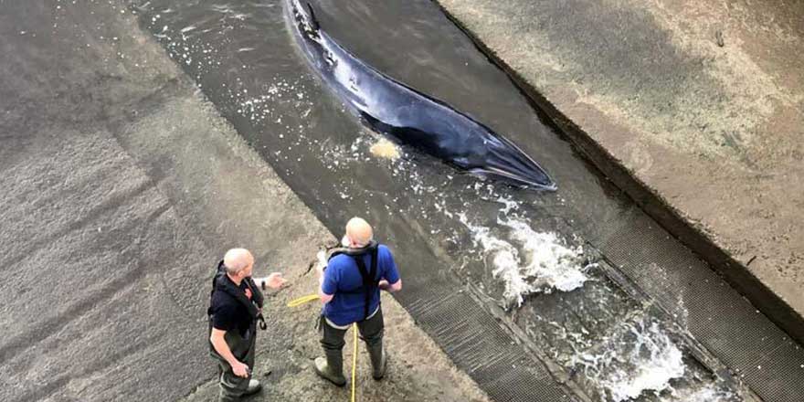 İngiltere'nin Thames nehrine balina girdi! Tam 4 metre uzunluğunda