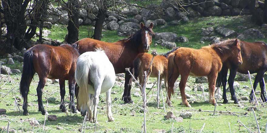 İstanbul Tarım ve Orman İl Müdürlüğü'nden Ekrem İmamoğlu'na atlarla ilgili yanıt!