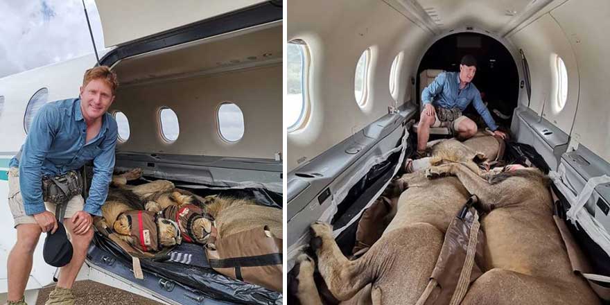200 kiloluk aslanların uçak yolculuğu sosyal medyada viral oldu