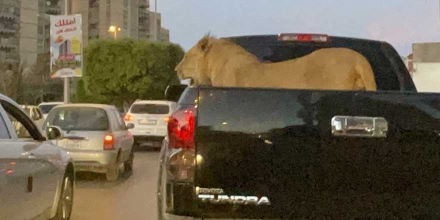 Libya’da, pikabın kasasında aslan gezdirdiler! Şehrin en işlek caddelerinde korku hakim oldu